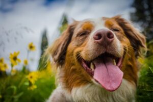 How to Find Healthy Dog Food
