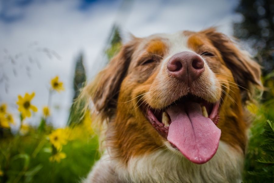 How to Find Healthy Dog Food