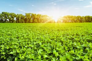 5 Foods Rich in Hyaluronic Acid