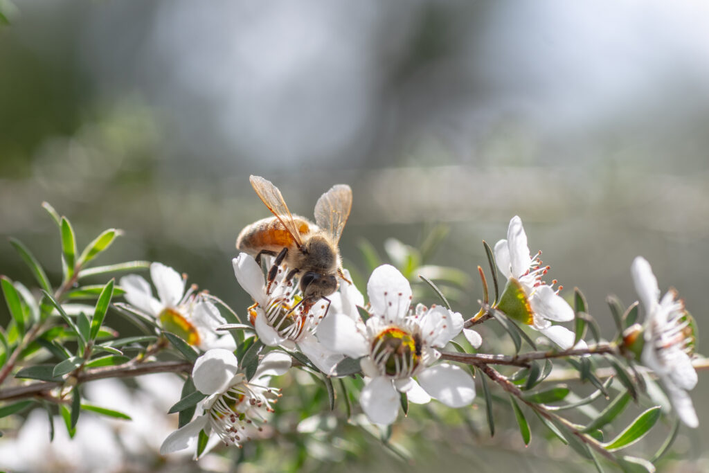 Manuka honey benefits