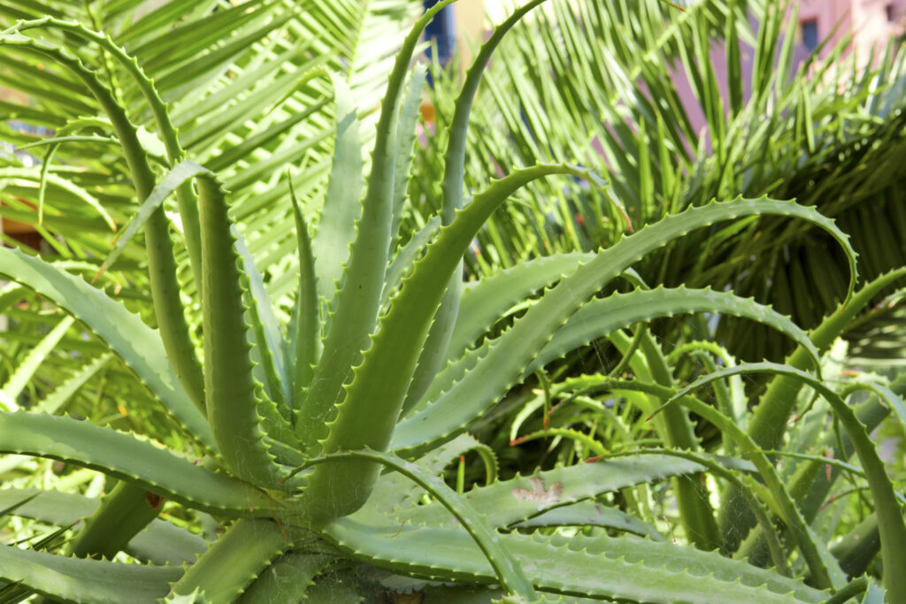 what is aloe vera good for