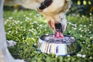 dog nutrition 