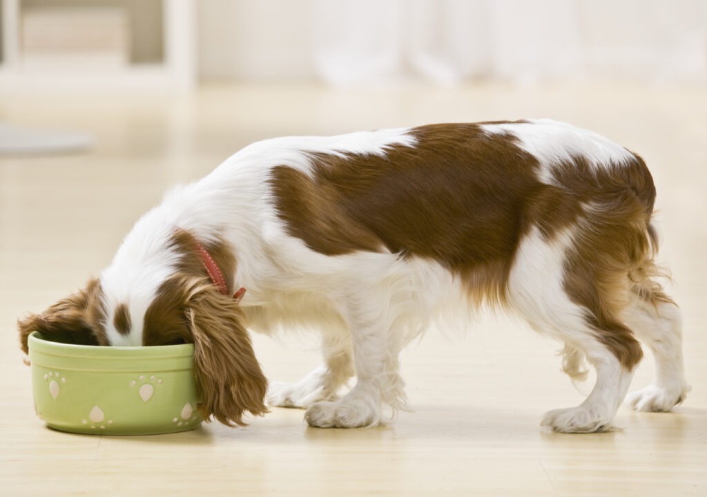 dog nutrition